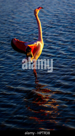 Un flamant rose l'exécution d'une salve d'aile au coucher du soleil, camargue, france.de port de pon de gau. Banque D'Images