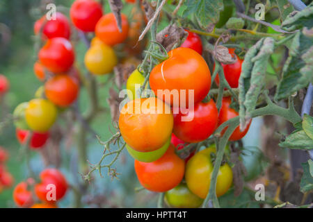 Bouquet de fruits rouges de plus en plus gros plan de tomate dans le jardin Banque D'Images