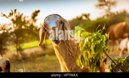 Les moutons au coucher du soleil Banque D'Images