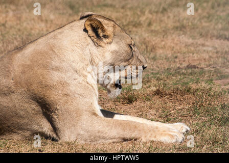 Une lionne bâille après son réveil dans une réserve en Afrique du Sud Banque D'Images