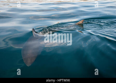 Un grand requin blanc fin coupe l'eau comme il nage passé, Gansbaai, Afrique du Sud Banque D'Images