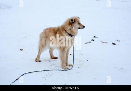 Luges sur le pôle nroth Banque D'Images