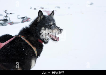 Luges sur le pôle nroth Banque D'Images