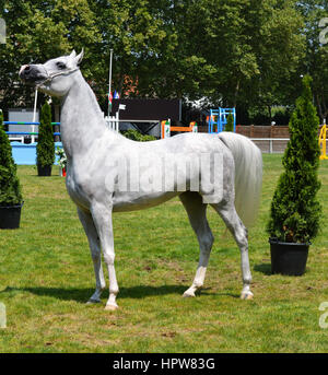 Lors d'un concours de chevaux arabes dans la présentation Banque D'Images