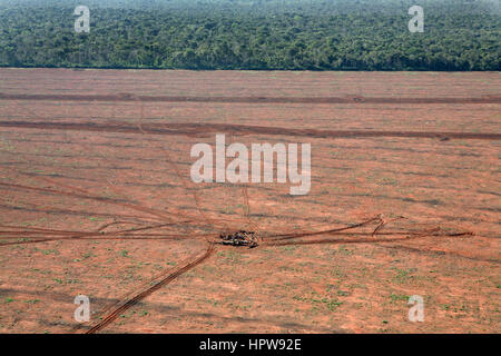 Un lrage partie de l'Amazone a été détruit et transférés dans les terres agricoles. Les principales cultures sont cultivées sont le soja, de l'herbe pour le bétail, et le maïs. La plupart des récoltes sont utilisés pour la production de biocarburants ou exporté vers l'Europe ou US pour l'alimentation animale Banque D'Images