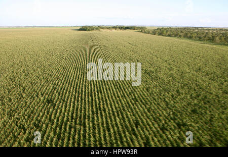 Un lrage partie de l'Amazone a été détruit et transférés dans les terres agricoles. Les principales cultures sont cultivées sont le soja, de l'herbe pour le bétail, et le maïs. La plupart des récoltes sont utilisés pour la production de biocarburants ou exporté vers l'Europe ou US pour l'alimentation animale Banque D'Images