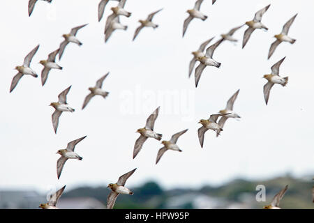 Pluvier doré troupeau en vol, de l'estuaire, la réserve RSPB Hayle Cornwall, Angleterre, Royaume-Uni. Banque D'Images