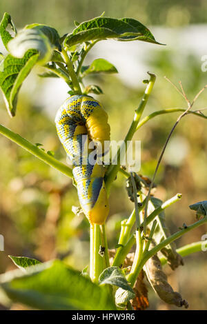 Acherontia Atropos Caterpillar Banque D'Images