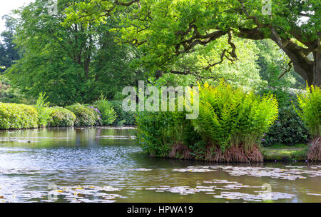 Jardin d'été avec un petit lac entouré de chênes, rhododendrons, Fougères Banque D'Images