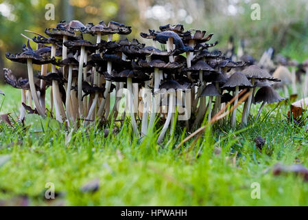 Mycena polygramma Champignons forestiers Banque D'Images