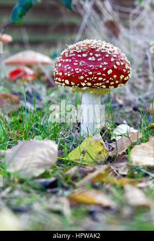 Toadstools agaric fly Banque D'Images