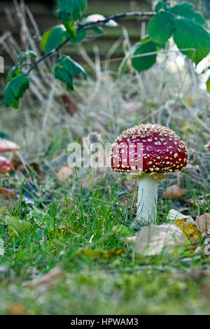 Toadstools agaric fly Banque D'Images