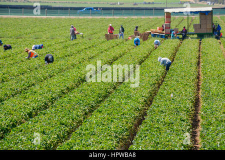 Des ouvriers agricoles immigrés Mexicains sans papiers clandestins, pour la plupart, travaillent dans les champs de fraises la récolte produire en Californie Banque D'Images