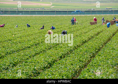Des ouvriers agricoles immigrés Mexicains sans papiers clandestins, pour la plupart, travaillent dans les champs de fraises la récolte produire en Californie Banque D'Images