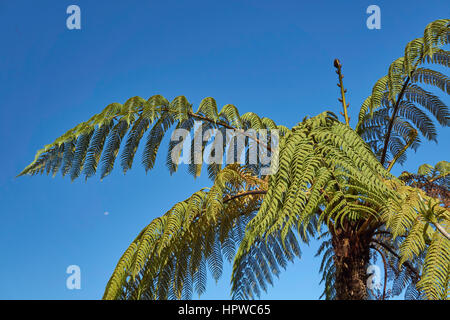 Black tree fern (Mamaku) et un bleu ciel radieux de Nouvelle-Zélande Banque D'Images