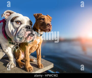 Deux chiens debout sur un quai en bois sur le lac Banque D'Images