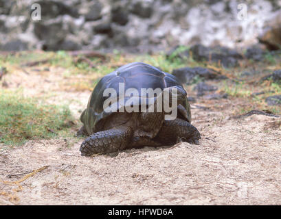 Aldabra Tortue géante, la Digue, Îles intérieures, République des Seychelles Banque D'Images