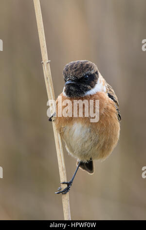 La non-reproduction des mâles Stonechat (Saxicola torquatus hibernans) Banque D'Images