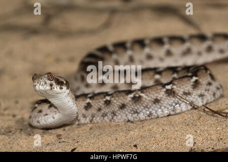 Echis pyramidum (égyptienne vu-scaled Viper) Banque D'Images