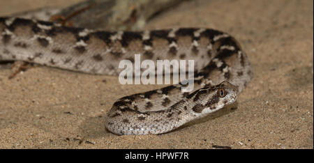 Echis pyramidum (égyptienne vu-scaled Viper) Banque D'Images