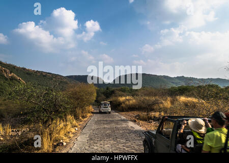 L'approche touristique à voir Royal tigre du Bengale et d'autres animaux sauvages à l'aide de la Réserve de tigres de Ranthambore véhicules forestiers Banque D'Images