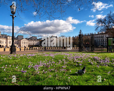 Les crocus de printemps à St James Park, Londres à l'égard Horseguards signifiant la fin de l'hiver et l'approche du printemps. Banque D'Images