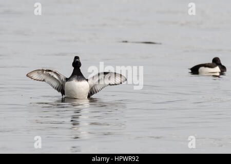 Fuligule morillon (Aythya fuligula) avec les ailes déployées. Un petit étirement de canards plongeurs les ailes sur l'eau de surface, montrant un plumage noir et blanc Banque D'Images