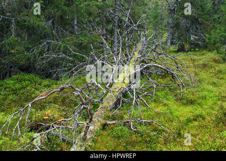 Fallen Tree Trunk laissés à pourrir dans les forêts anciennes / forêts anciennes, Fulufjaellet / Parc National de Fulufjället, dalarna, Suède Banque D'Images