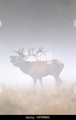 Red Deer (Cervus elaphus) stag beuglant dans les prairies dans un épais brouillard pendant le rut en automne Banque D'Images