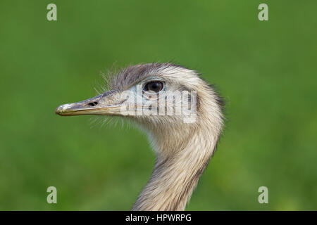 Nandou d'Amérique / ñandú / rhea (Rhea americana), oiseau ratite / indigène de l'Est de l'Amérique du Sud Banque D'Images