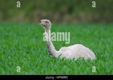 Leucistic nandou d'Amérique / ñandú / rhea (Rhea americana), oiseaux coureurs / ratites, forme blanche aux yeux bleus Banque D'Images