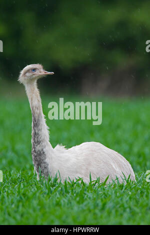 Leucistic nandou d'Amérique / ñandú / rhea (Rhea americana), oiseaux coureurs / ratites, forme blanche aux yeux bleus Banque D'Images