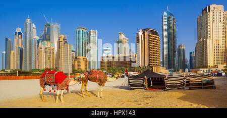 Les chameaux sur la plage de Jumeirah et de gratte-ciel dans le contexte à Dubaï, la ville de Dubaï, Emirats Arabes Unis Banque D'Images