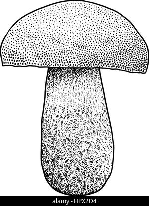 Champignons Boletus illustration, dessin, gravure, vecteur, line Illustration de Vecteur