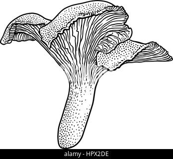 Chanterelle mushroom illustration, dessin, gravure, vecteur, line Illustration de Vecteur
