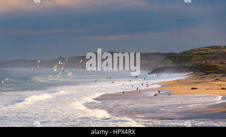 En surf sur une plage près de Monterey, Californie, USA Banque D'Images