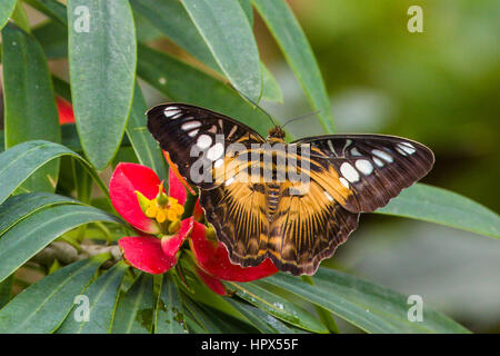 Clipper (Parthenos sylvia) butterfly Banque D'Images