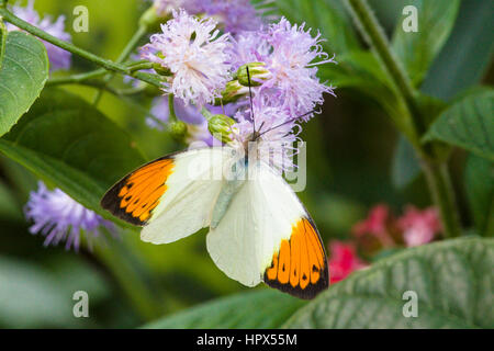 Grande pointe Orange (Hebomoia glancippe) butterfly Banque D'Images