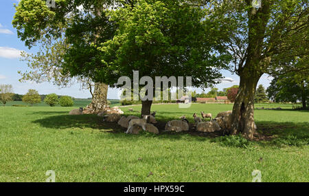 Les moutons se reposant dans les Cotswolds, Gloucestershire, Angleterre Banque D'Images
