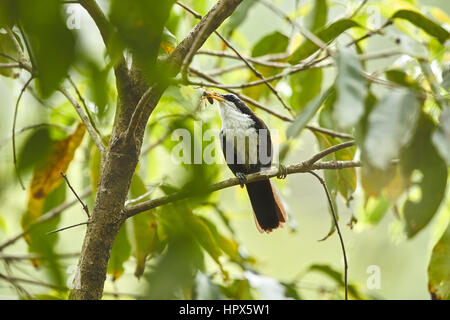 Cimeterre indien discoureur, oiseau perché sur l'arbre montrant son profil avant, dans la nature de l'Inde Banque D'Images