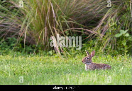 Marsh lapin dans l'herbe profonde avec environnement Banque D'Images