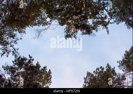 Les arbres vers le haut pour ciel. La lumière du soleil sur le tronc des arbres. cadre en forme de coeur Banque D'Images