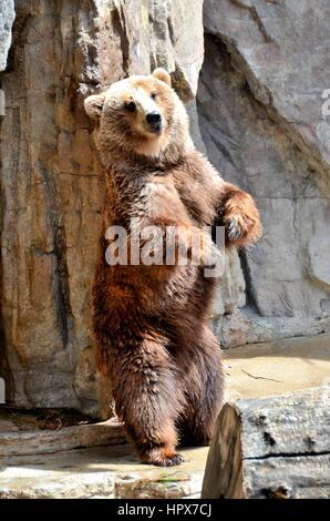 Grizzly bear Banque D'Images