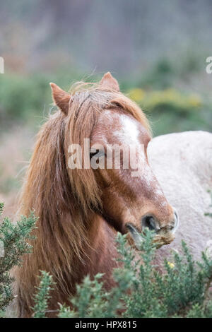 Wild Pony Carneddau seul dans un Lixwm SISP dans la végétation pour maintenir vers le bas pour permettre aux fleurs sauvages de s'épanouir Banque D'Images