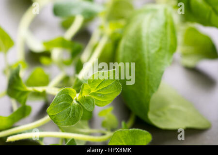 Close up de l'origan feuilles herbe vert frais Banque D'Images