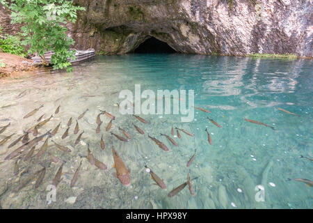 Les bancs de poissons peut être clairement vu dans les lacs de Plitvice Lakes National Park, l'un des plus anciens parcs nationaux en Europe. Banque D'Images