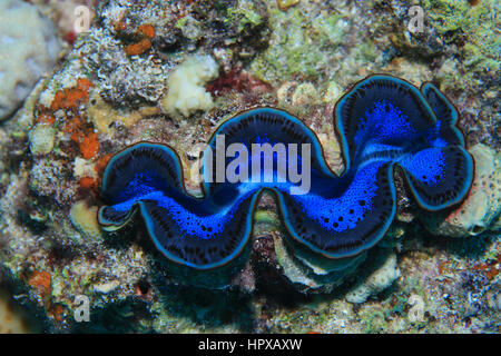 De bénitiers cannelés (Tridacna squamosa) sous l'eau dans les récifs coralliens tropicaux de la Mer Rouge Banque D'Images