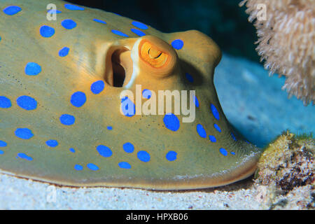 Ribbontal Bluespotted stingray (Taeniura lymma) sous l'eau à la barrière de corail de la Mer Rouge Banque D'Images