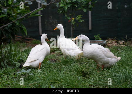 Les canards de Pékin dans un jardin à la ferme Banque D'Images