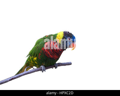 Friendly parrot assis sur une branche sur fond blanc, pur Banque D'Images